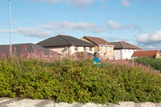 Example of road maintenance issue showing overgrown hedges